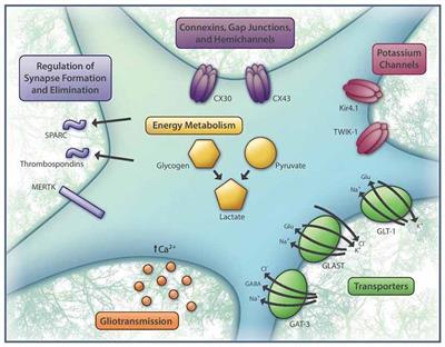 Functional Astrocyte Heterogeneity and Implications for Their Role in Shaping Neurotransmission